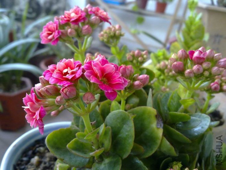 ������С 201301264466.jpg