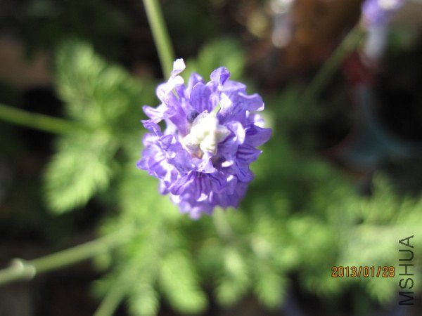 IMG_6852.jpg