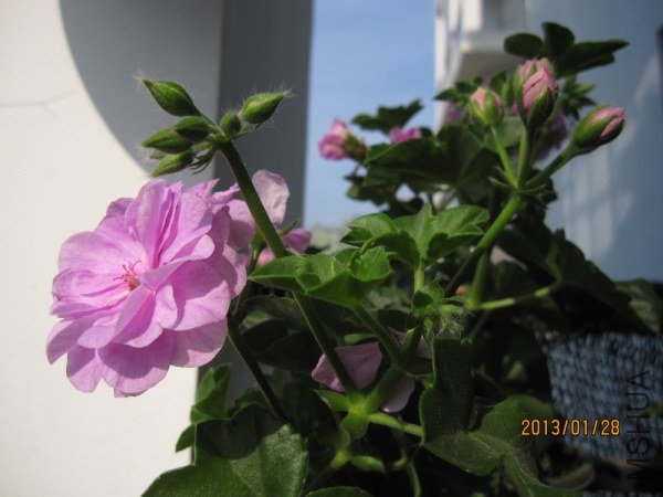 IMG_6851.jpg