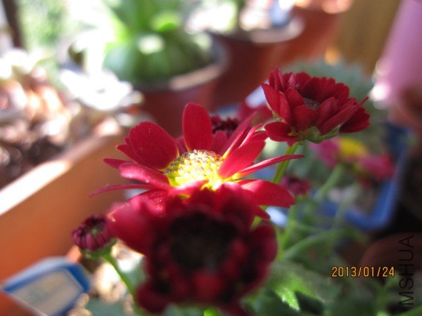 IMG_6774.jpg
