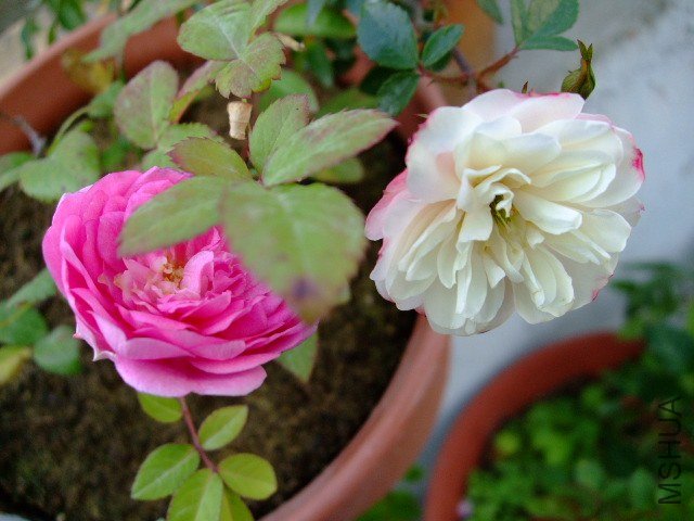 DSCF0330.JPG