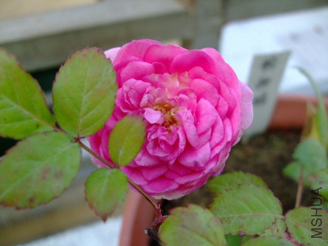 DSCF0329.JPG