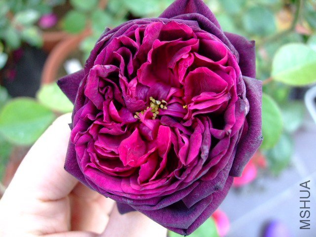 DSCF0339.JPG
