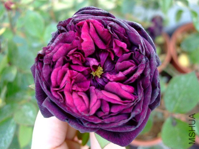 DSCF0336.JPG