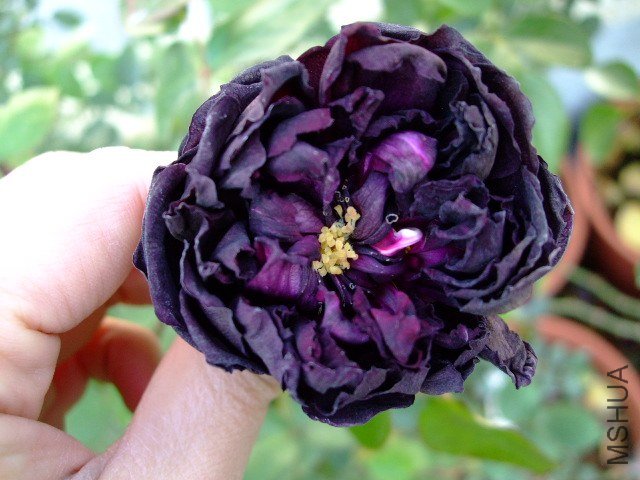DSCF0337.JPG