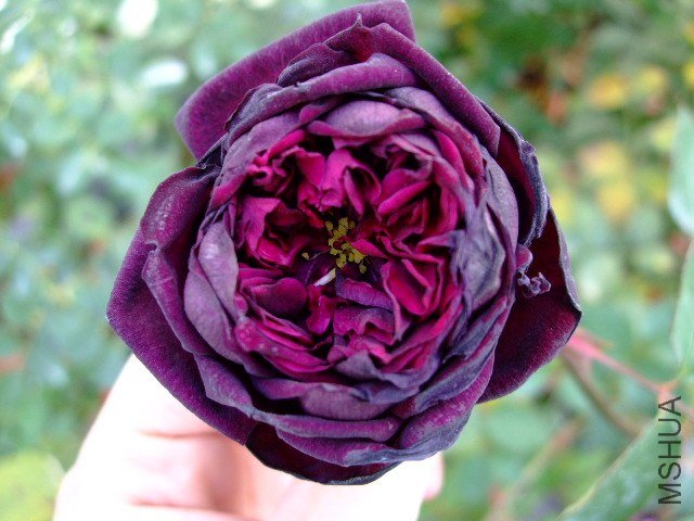 DSCF0338.JPG