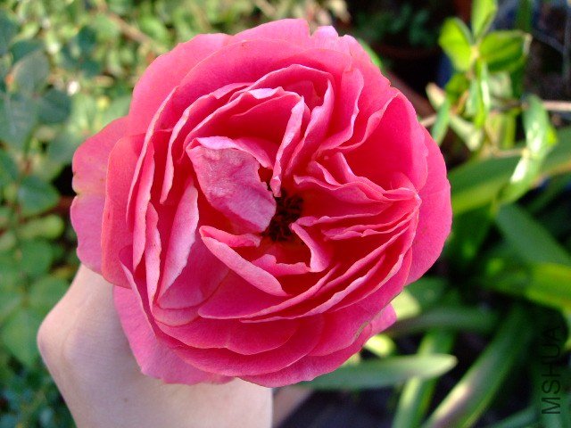 DSCF0340.JPG