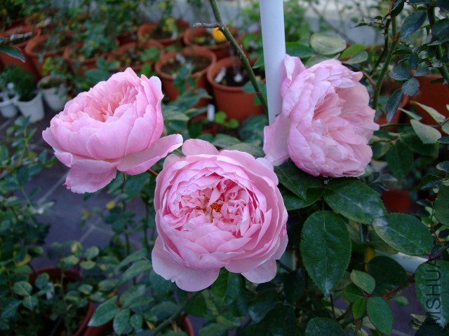 DSCF0327.JPG