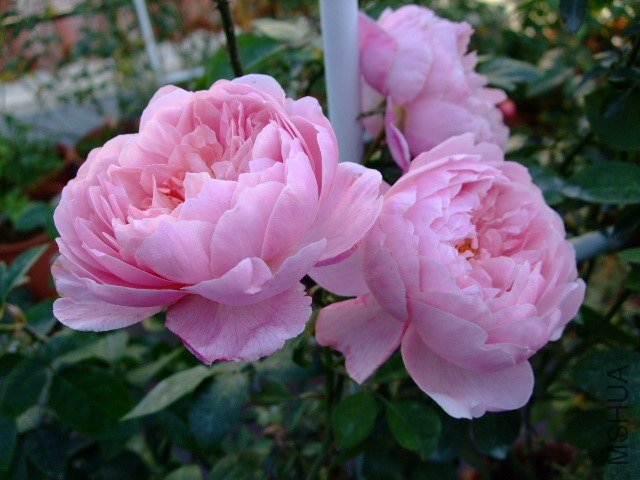DSCF0328.JPG