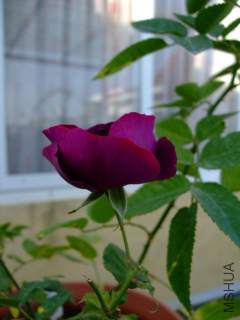 DSCF0331.JPG