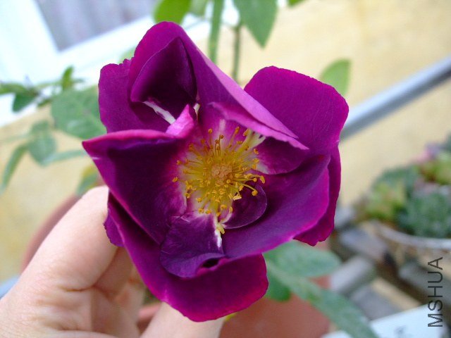 DSCF0332.JPG