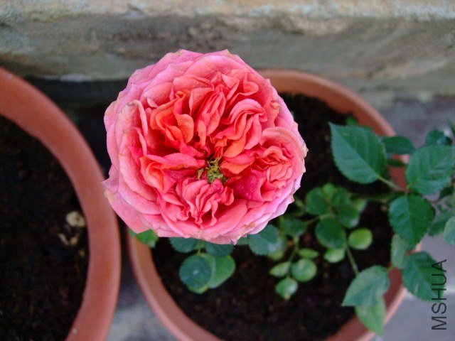 DSCF0333.JPG