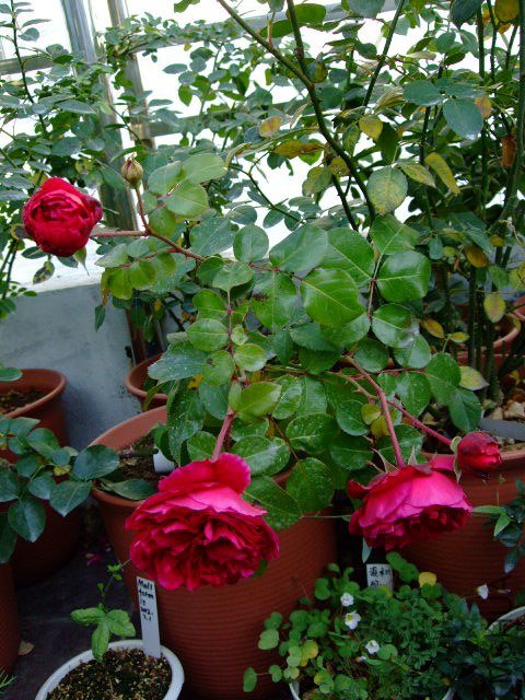 DSCF0334.JPG