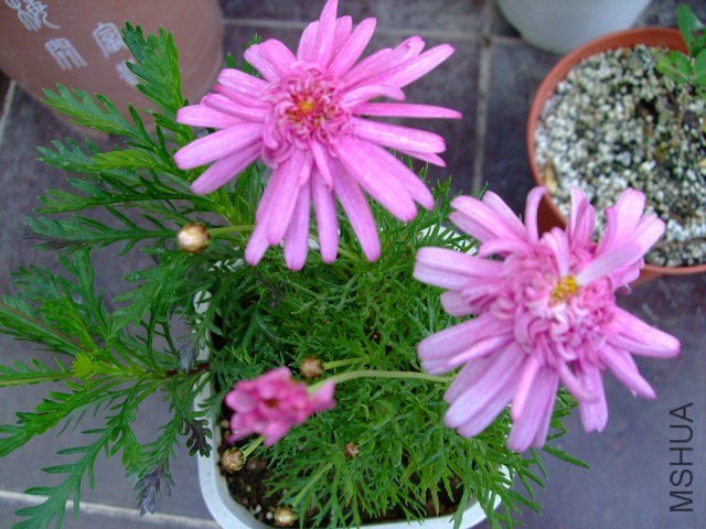 DSCF0335.JPG