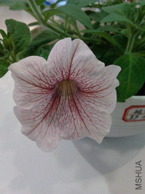 2013-01-29 12.27.21_����.jpg