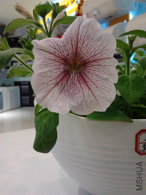 2013-01-29 12.27.38_����.jpg