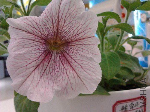 2013-01-29 12.27.47_����.jpg