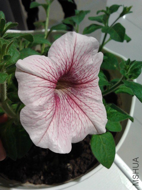 2013-01-29 12.30.56_����.jpg