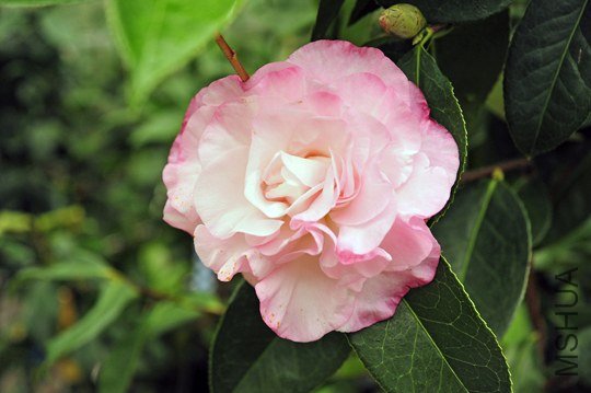 _DSC8333_SS.jpg
