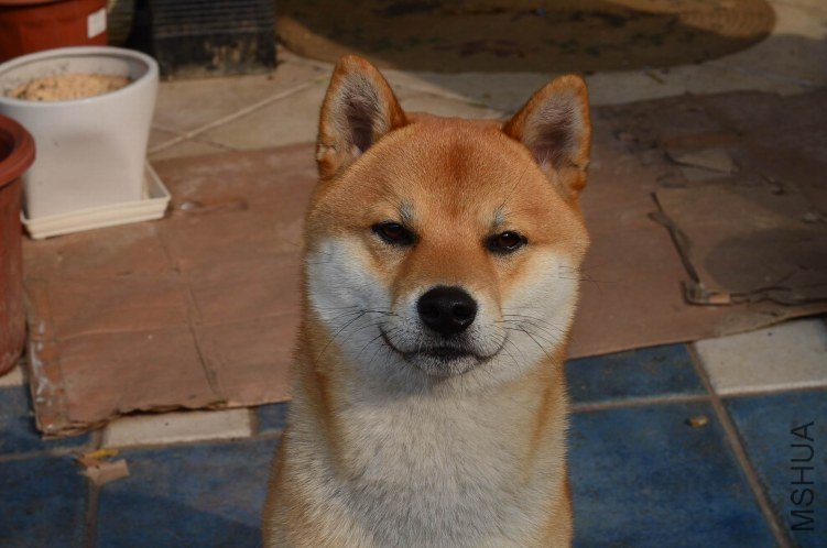 ������С DSC_0169.JPG