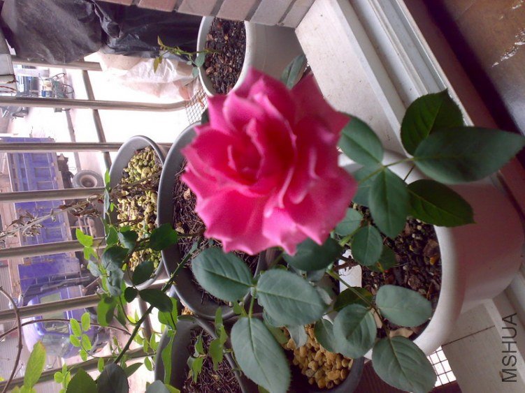 20110702135.jpg
