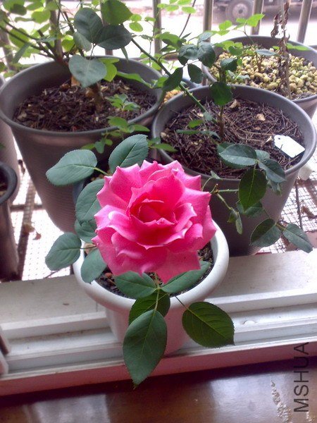 20110702136.jpg