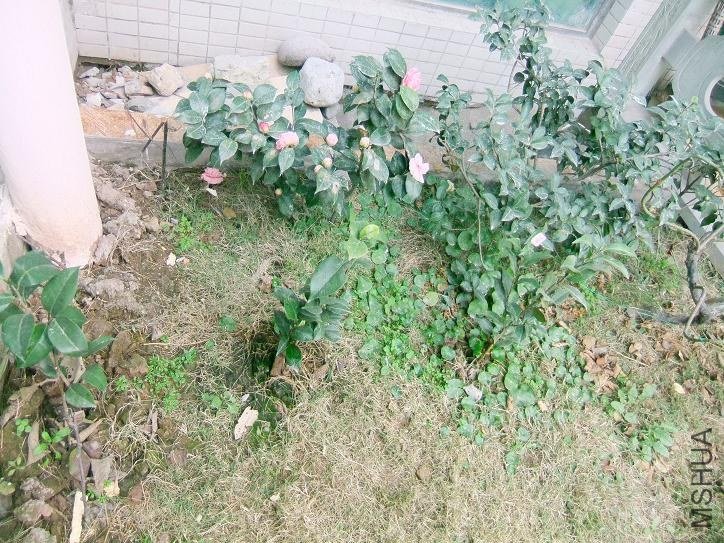 δ���Ĳ軨��6��軨Ŷ.JPG