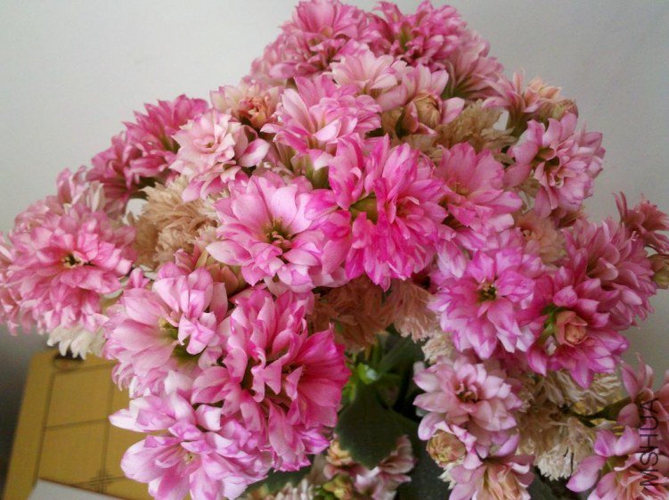 ����Ҫ�ķ绨