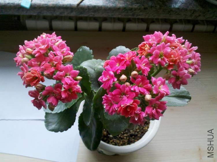 �ŵ����İ׺�