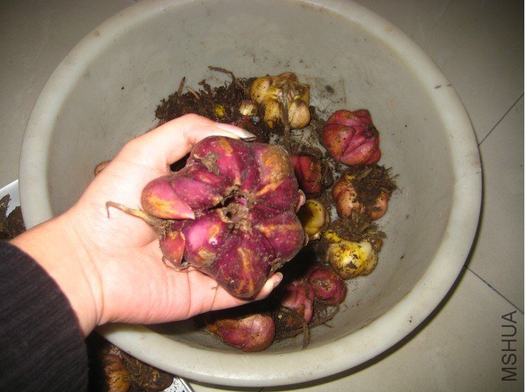 ���� (2).jpg