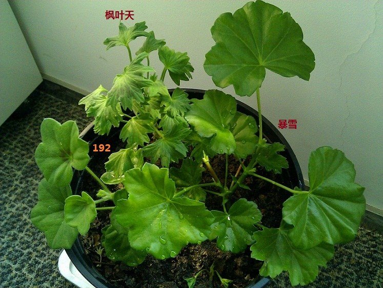 192Ҳ��ʼ�����ˣ�����