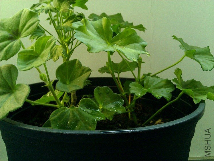 ���Ų����