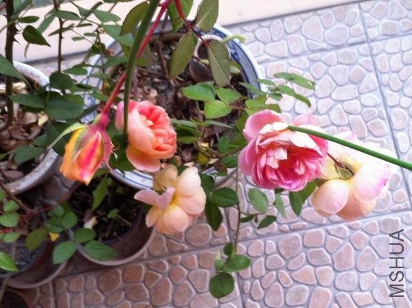 ������С IMG_0341.JPG