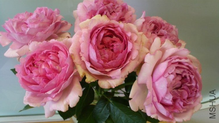 �����̥��ꥪ 2.jpg