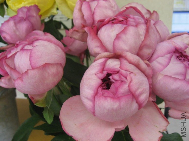 �Ω`�֥�ɥ��ѥ�ե��� ������ˮ.jpg