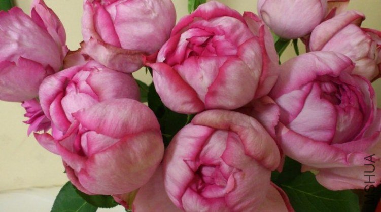 �Ω`�֥�ɥ��ѥ�ե��� ������ˮ1.jpg