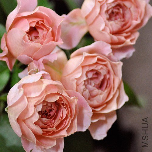 �Х� ��1.jpg