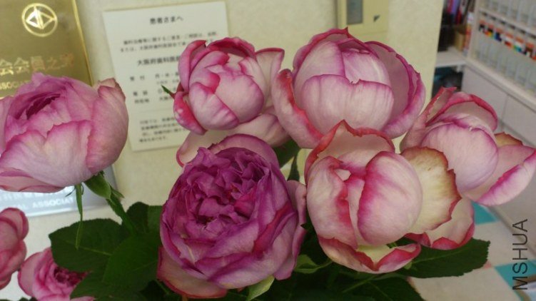 �Ω`�֥롡�ɥ����ѥ�ե��� 2.jpg