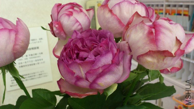 �Ω`�֥롡�ɥ����ѥ�ե��� 1.jpg