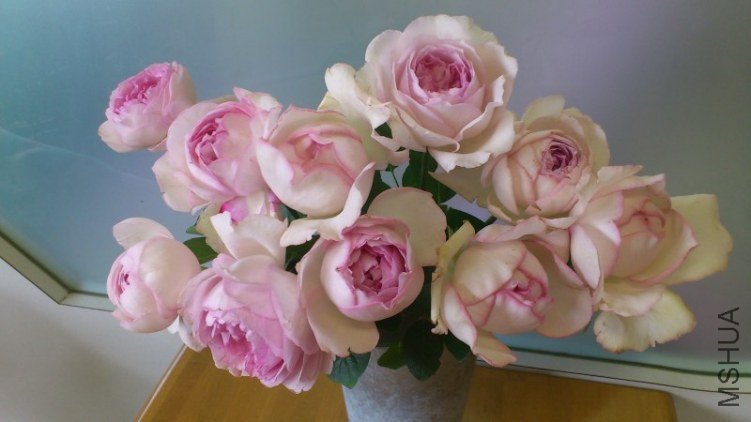 �����Σ�� 1.jpg