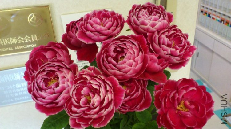 �Х� �ޥ�`���`��1.jpg