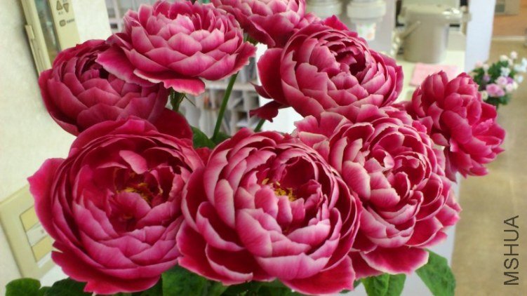 �Х� �ޥ�`���`��6.jpg