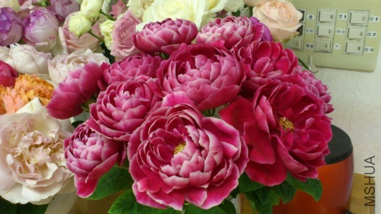 �Х� �ޥ�`���`��3.jpg