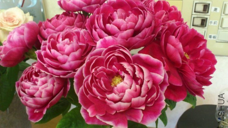 �Х� �ޥ�`���`��2.jpg