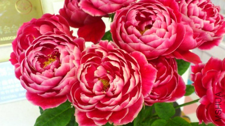 5�Х� �ޥ�`���`��.jpg