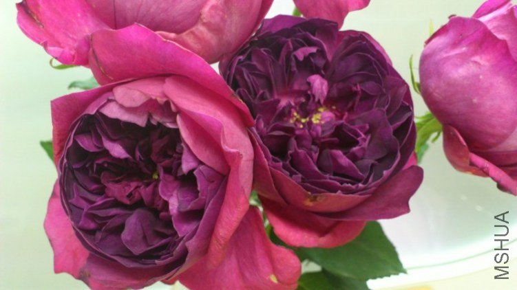 ���`�����`���� 5.jpg