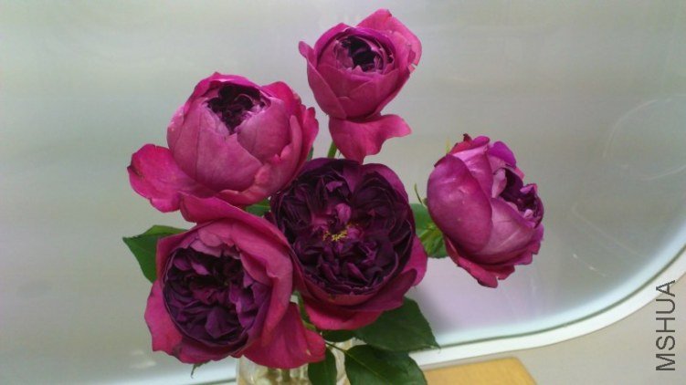 ���`�����`���� 4.jpg