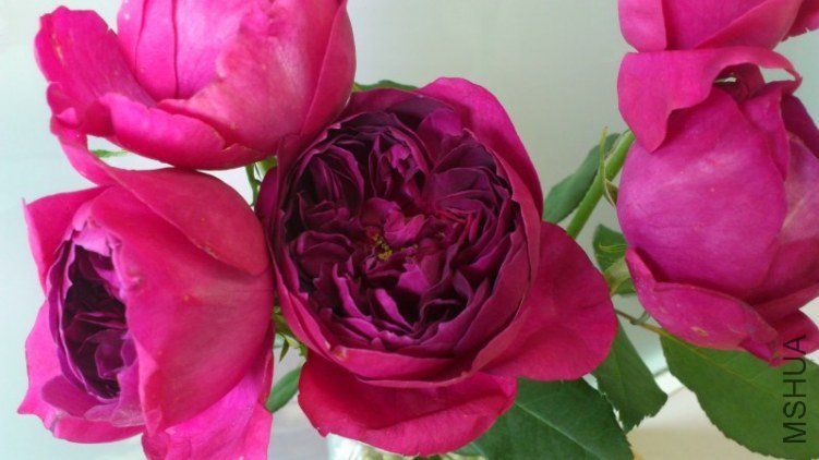 ���`�����`���� 1.jpg