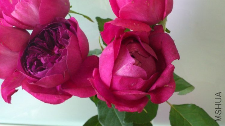 ���`�����`���� 2.jpg