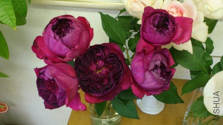 ���`�����`���� 6.jpg